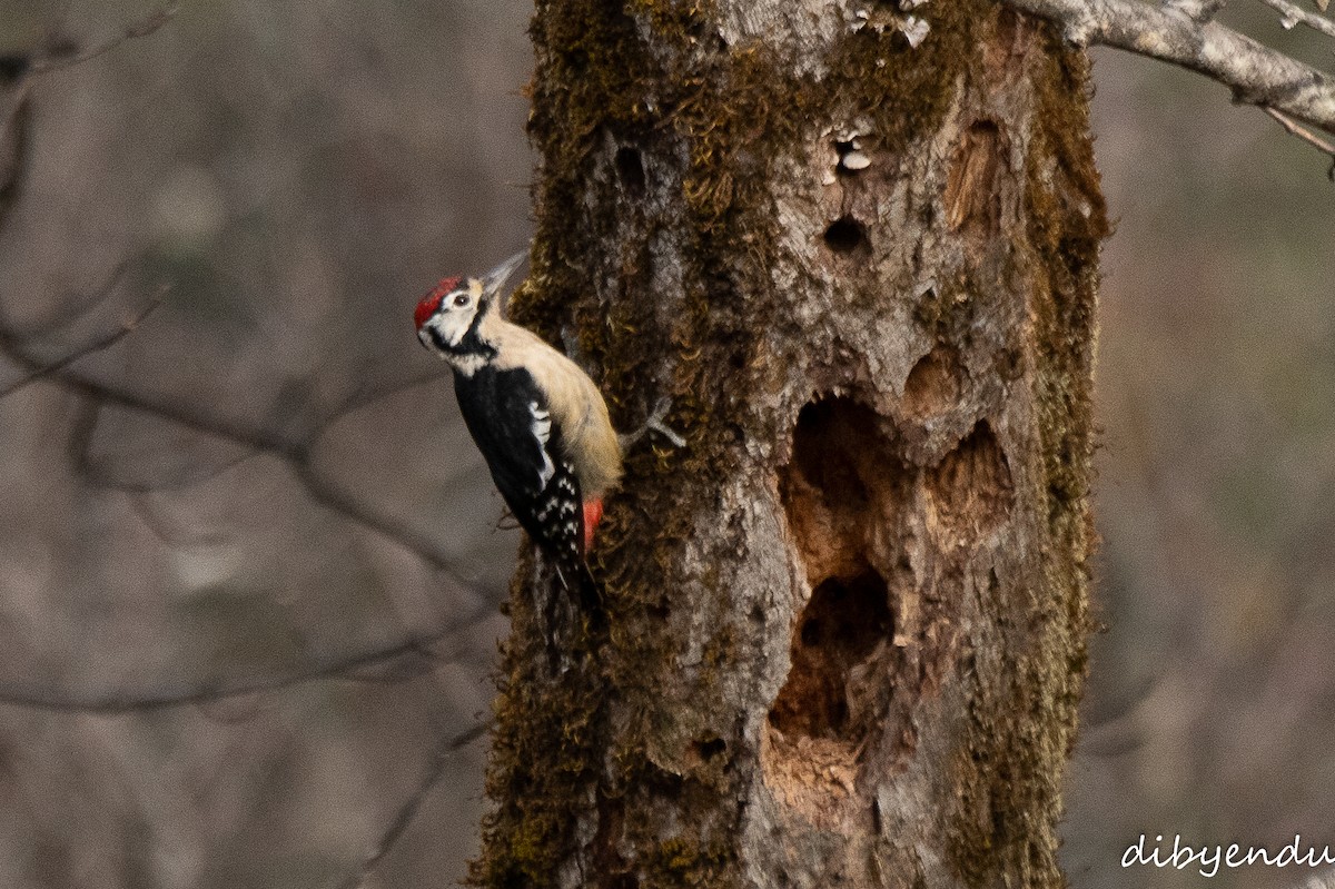 Himalayan Woodpecker - ML612488349