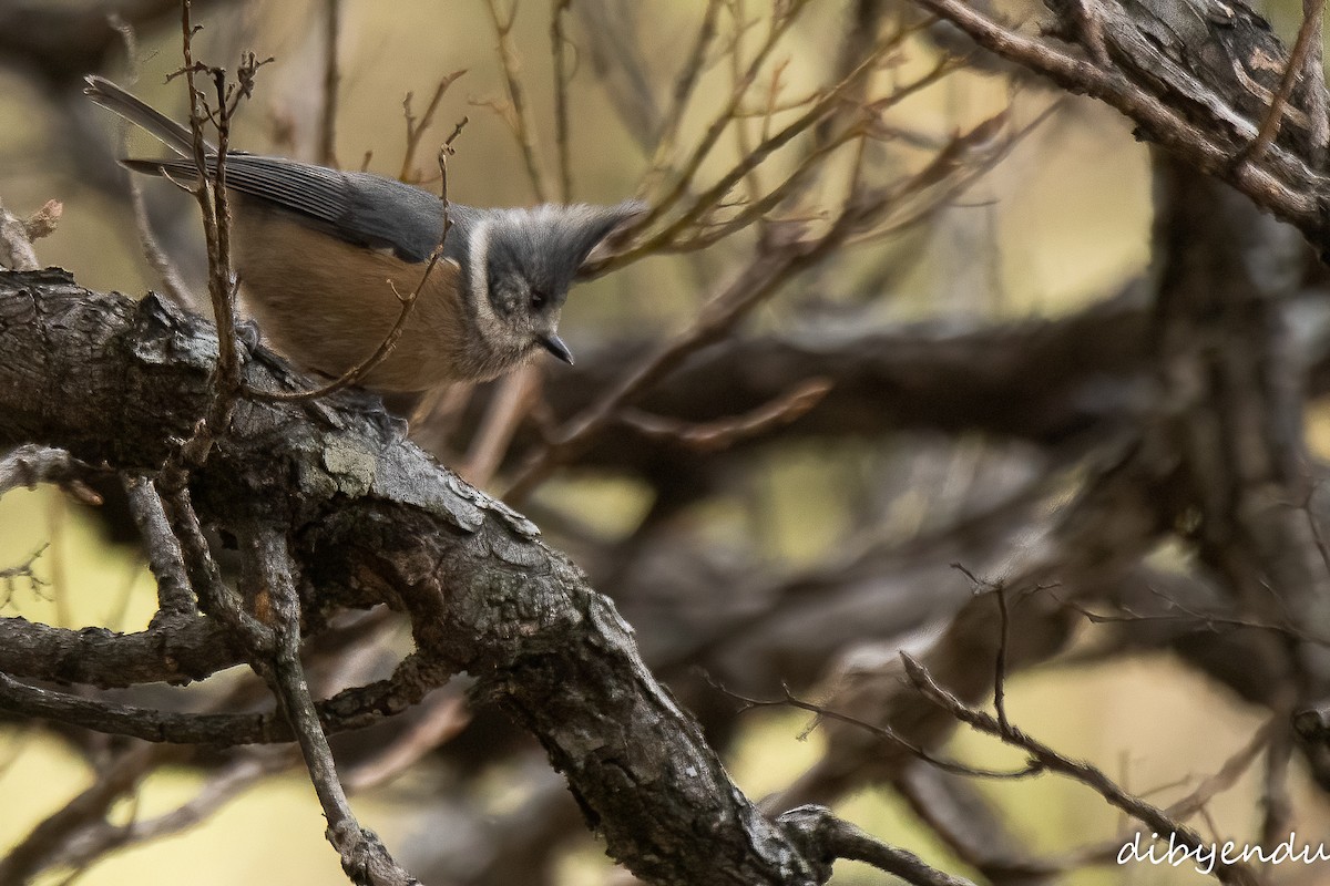 Gray-crested Tit - ML612488371