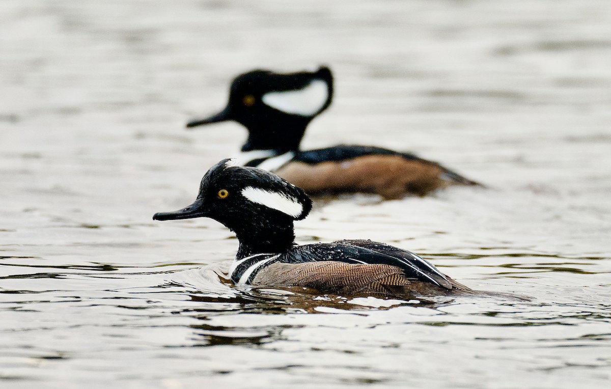 Hooded Merganser - ML612488536