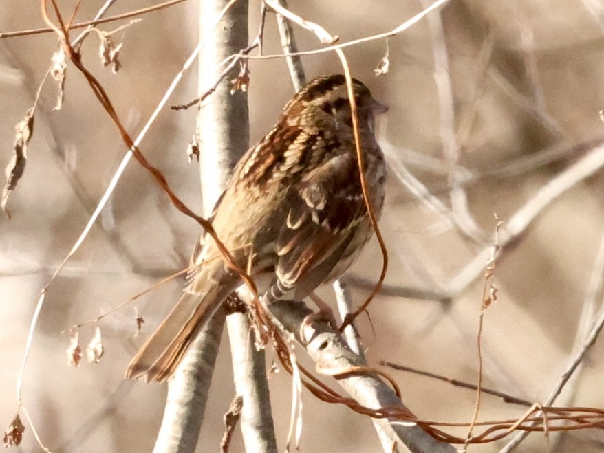 White-throated Sparrow - ML612488550