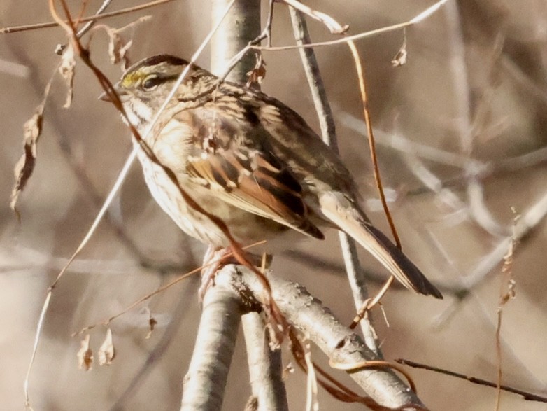 White-throated Sparrow - ML612488551