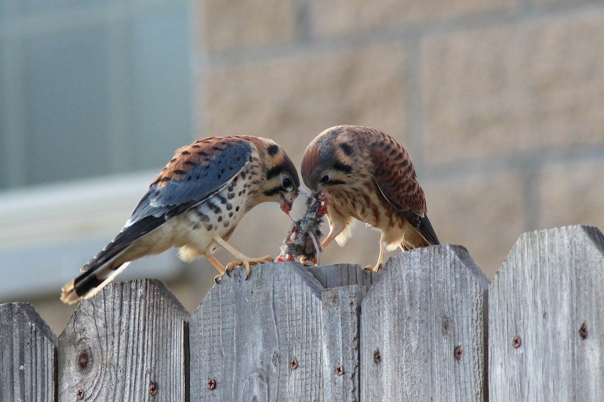 American Kestrel - Nicole Desnoyers