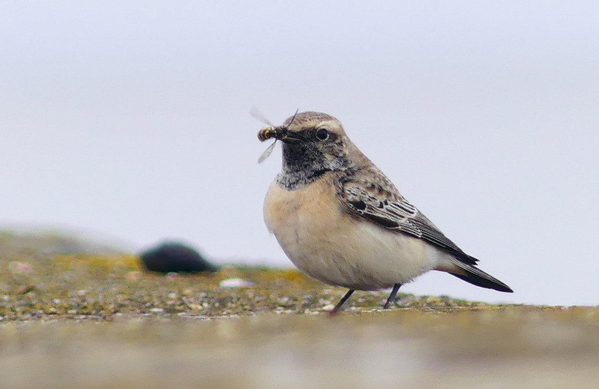 Pied Wheatear - ML612488724