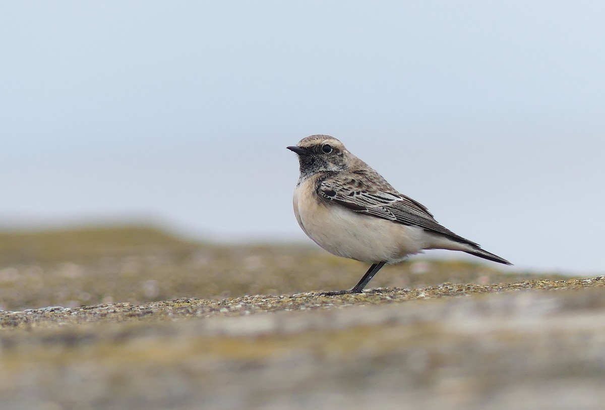 Pied Wheatear - ML612488725