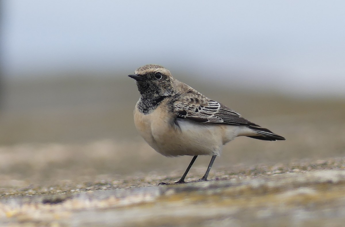 Pied Wheatear - ML612488726