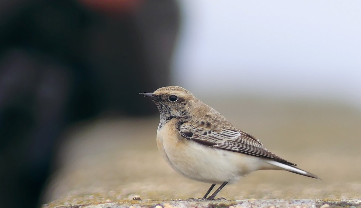 Pied Wheatear - ML612488727