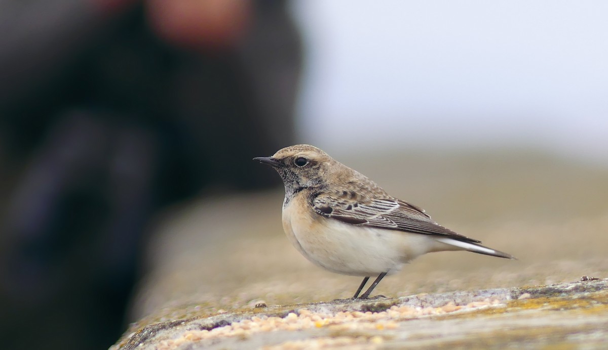 Pied Wheatear - ML612488728