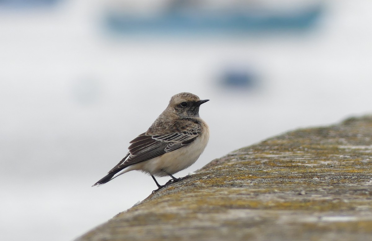 Pied Wheatear - ML612488730