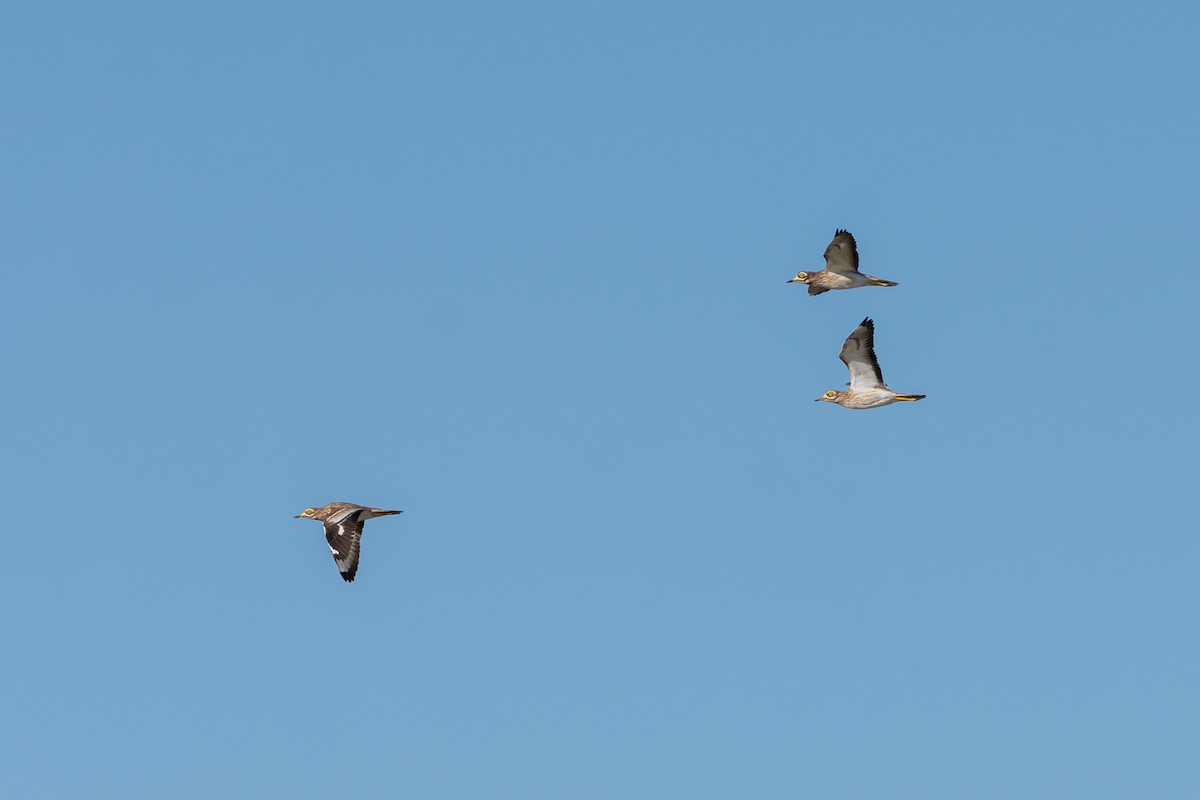 Eurasian Thick-knee - ML612488754