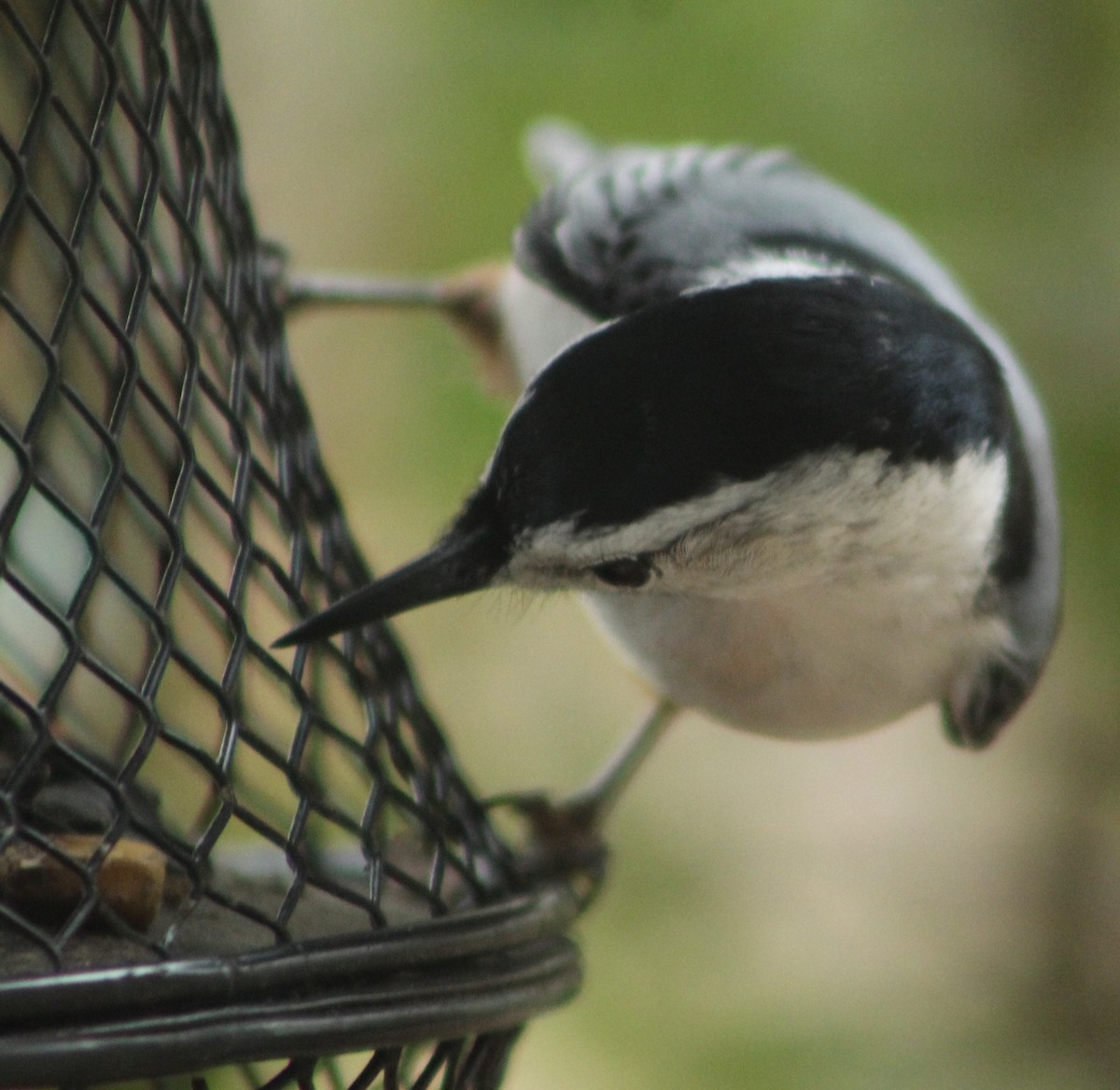 White-breasted Nuthatch - ML612488756