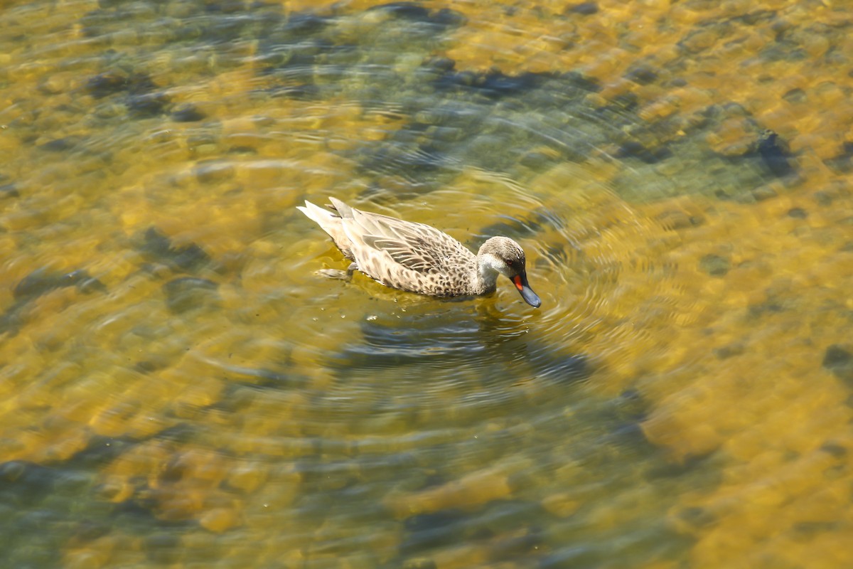 White-cheeked Pintail - ML612488782