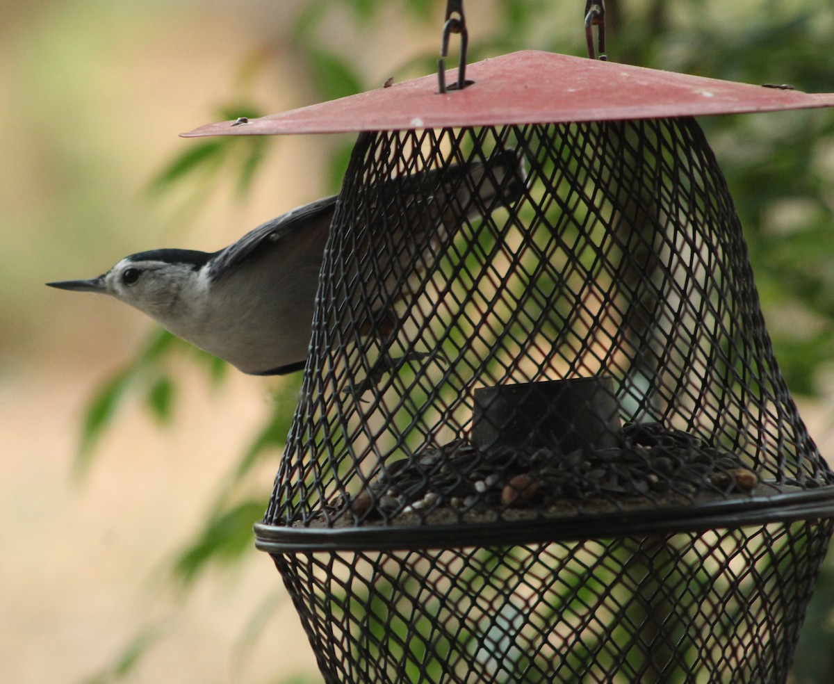 White-breasted Nuthatch - Mark Hughes