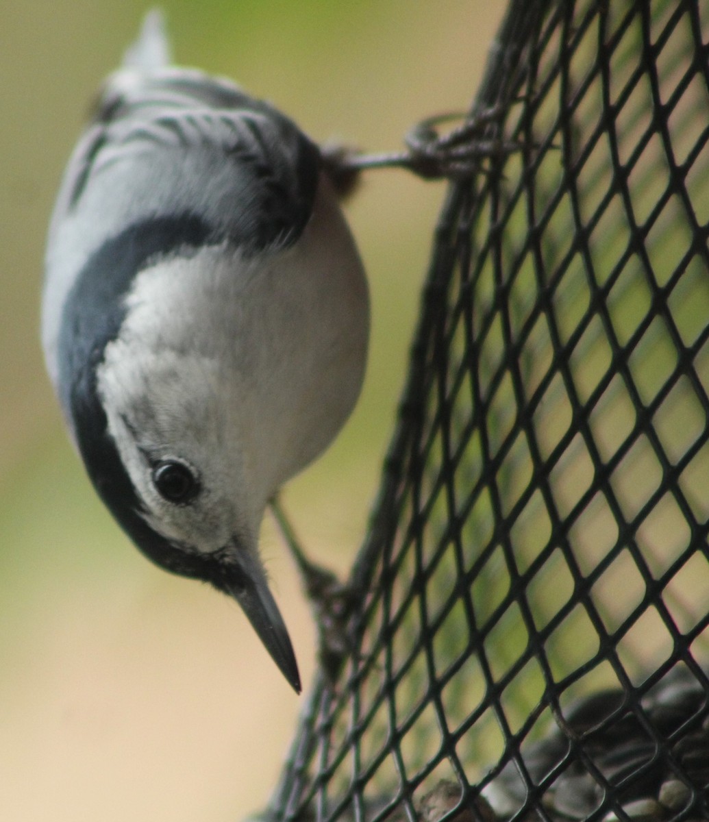 White-breasted Nuthatch - ML612488785