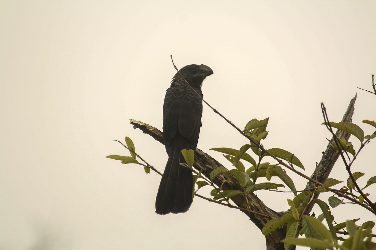 Smooth-billed Ani - ML612488788