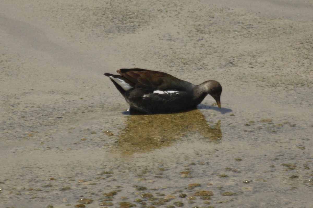 Gallinule d'Amérique - ML612488796