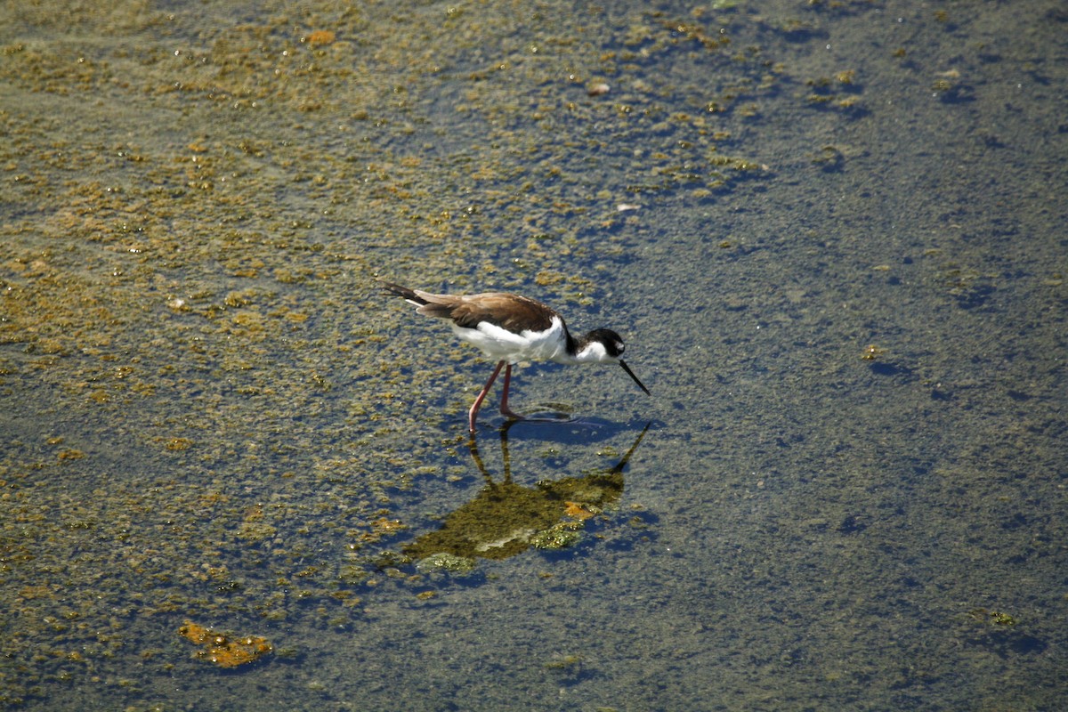 Schwarznacken-Stelzenläufer - ML612488798