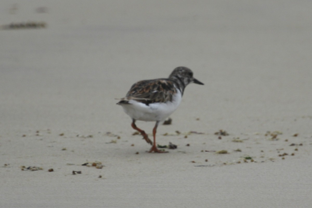 Ruddy Turnstone - ML612488810