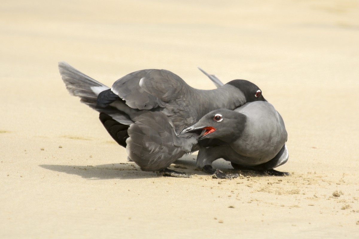 Mouette obscure - ML612488813