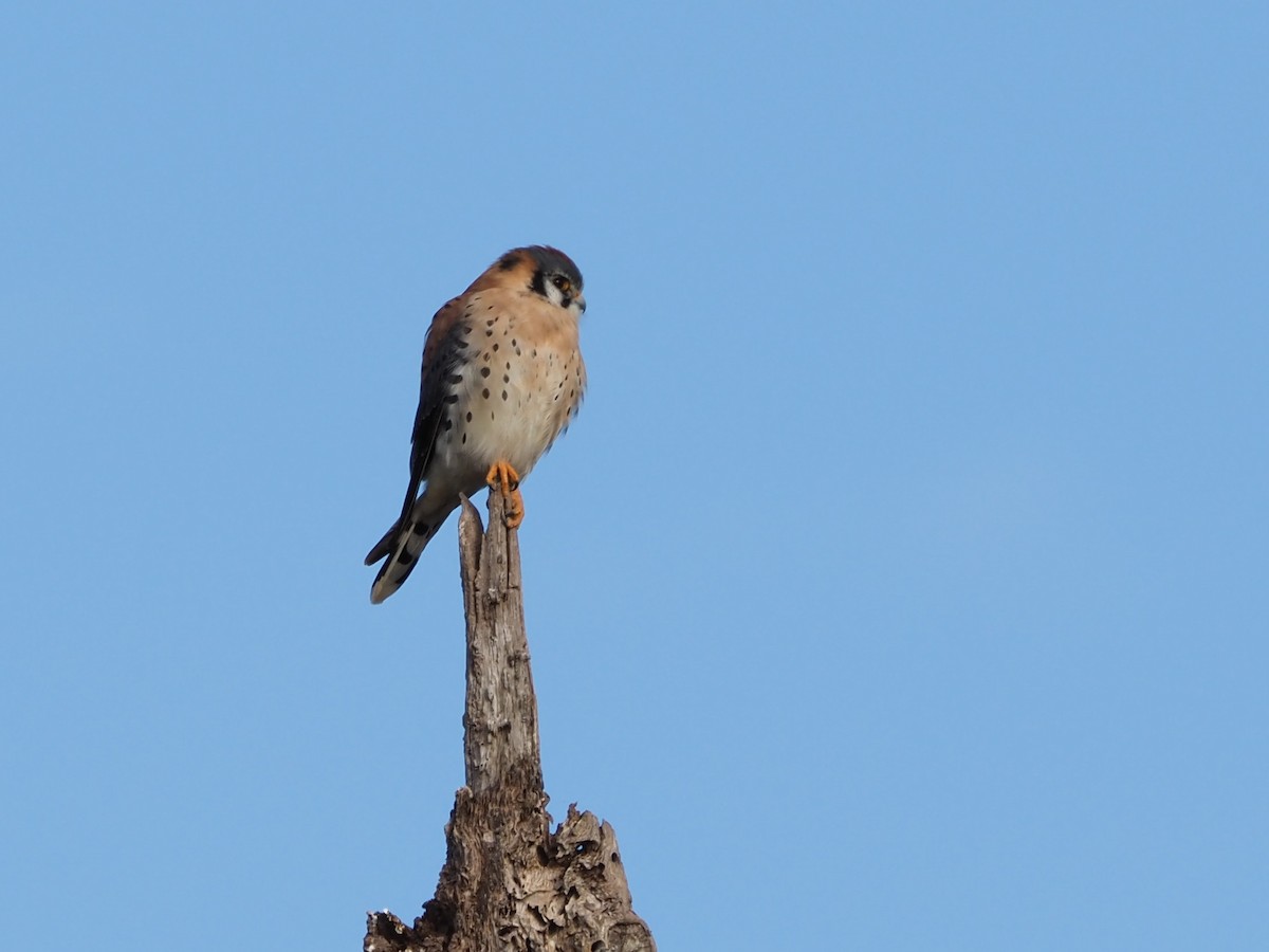 American Kestrel - ML612488844