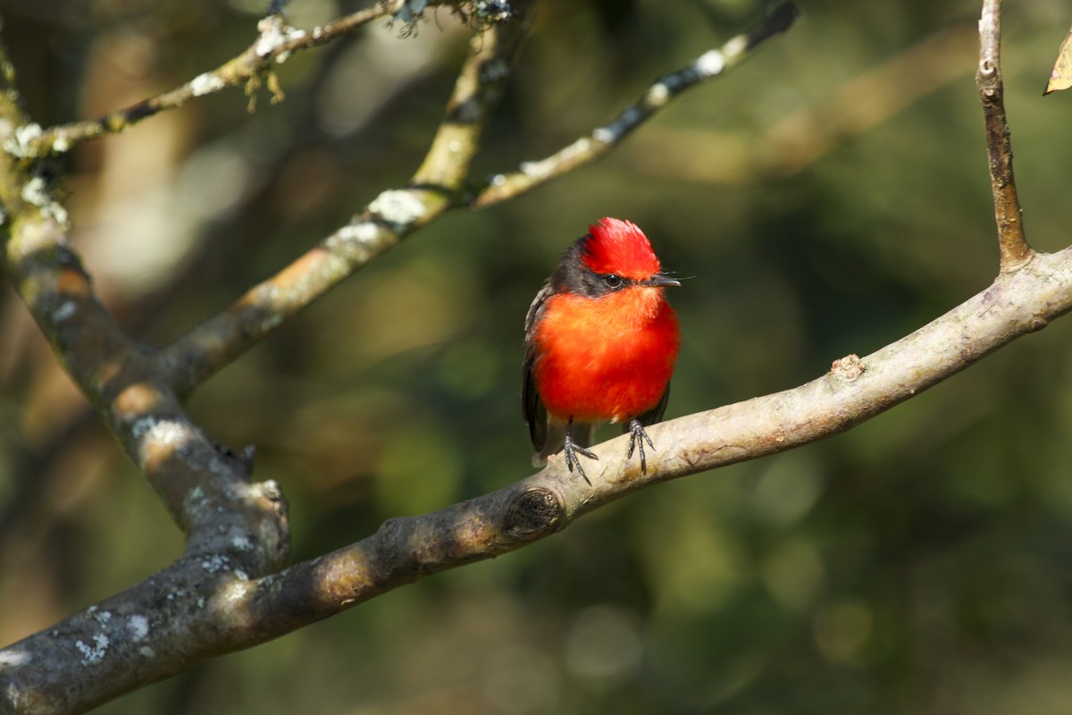 Brujo Flycatcher - Jack Crowe