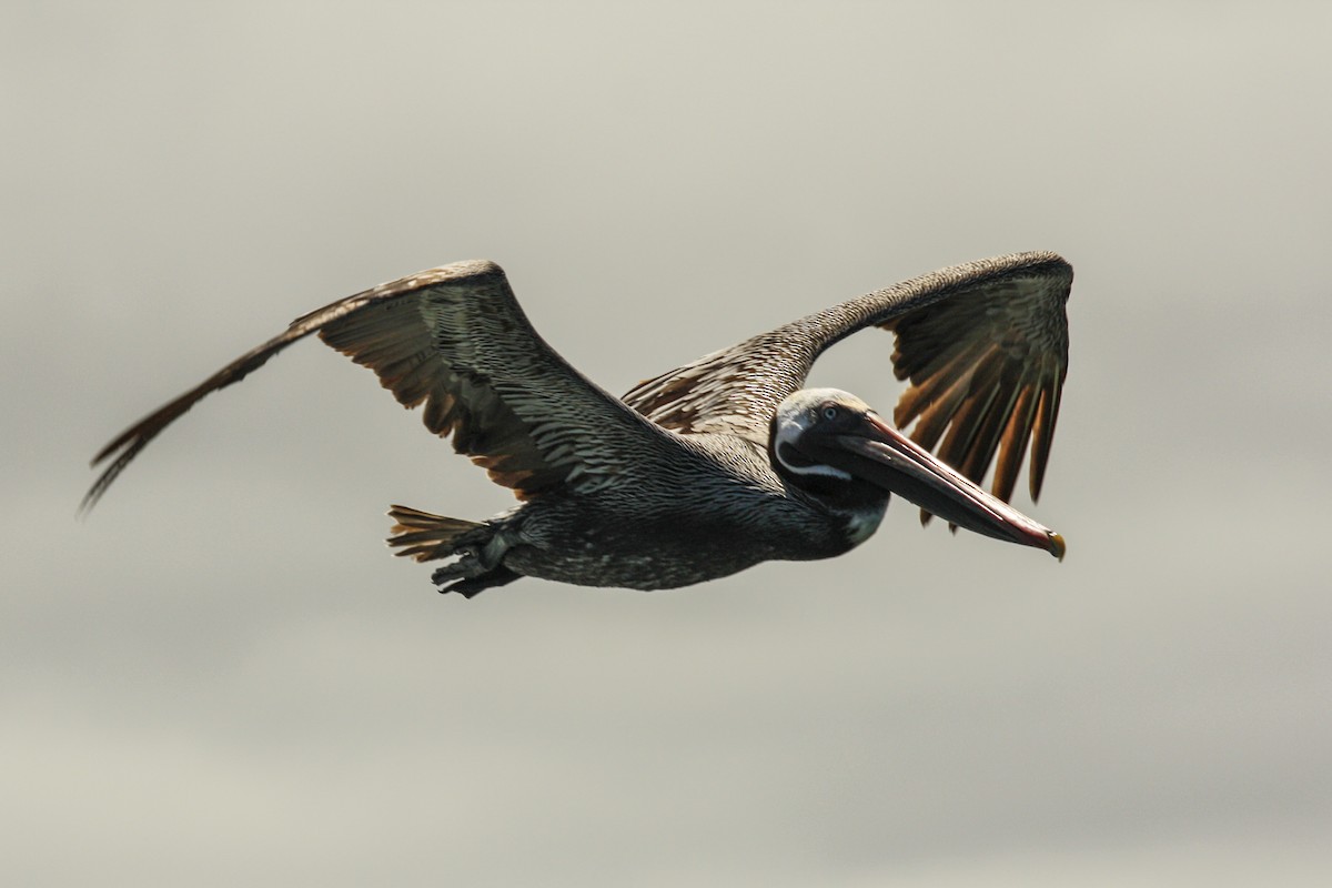 Brown Pelican - ML612488892