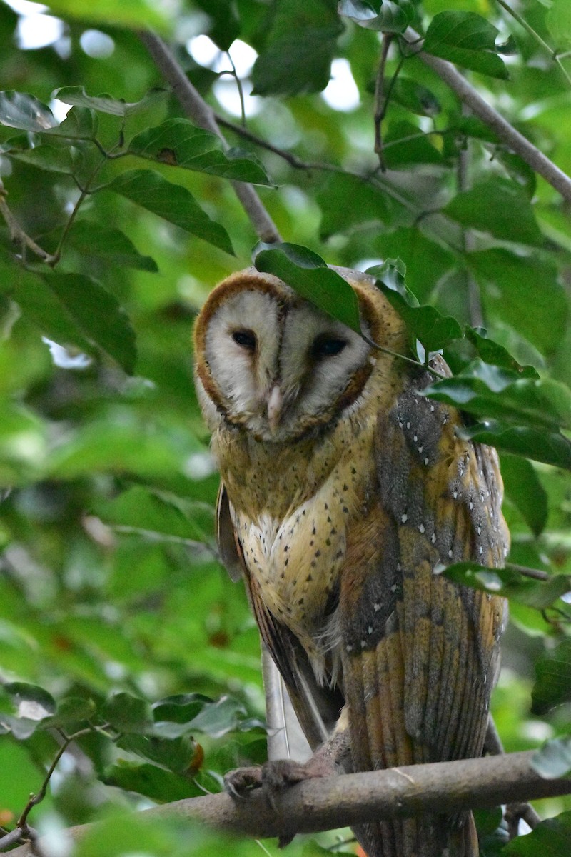 Barn Owl - ML612488916