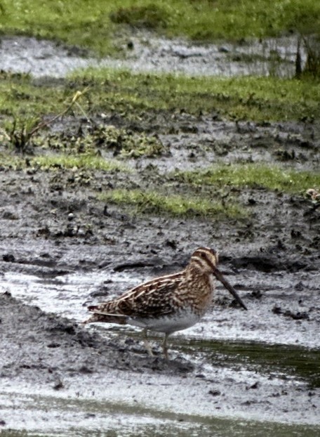 Wilson's Snipe - ML612488923