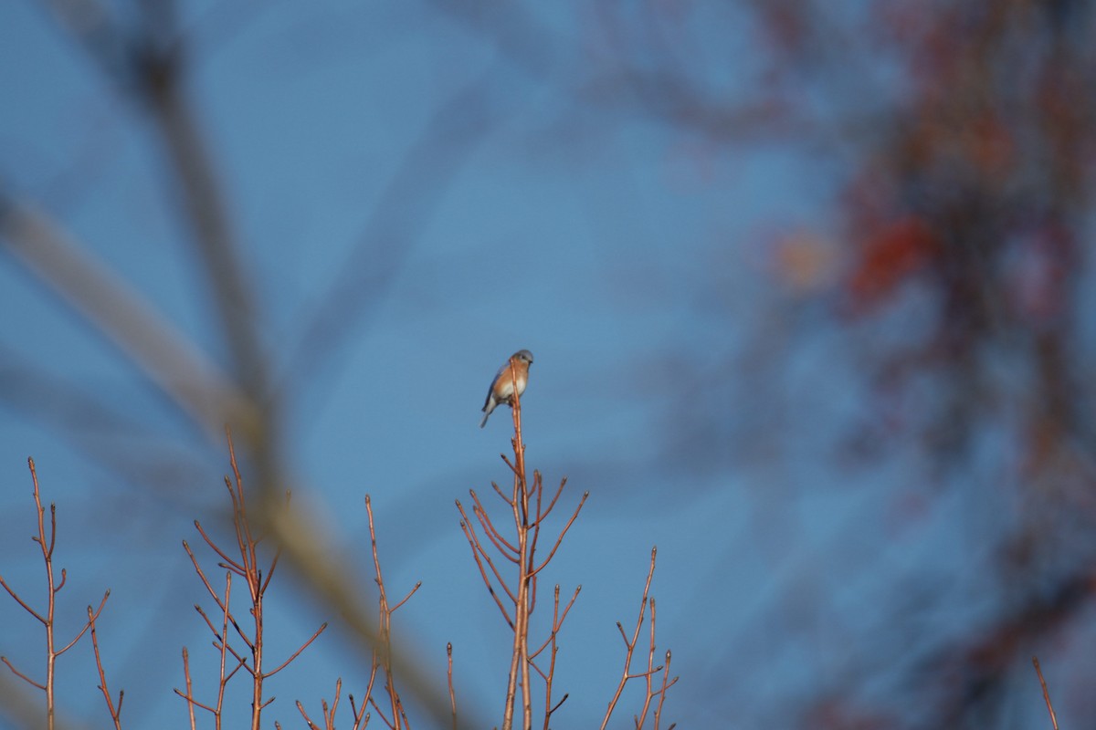 Eastern Bluebird - ML612488948