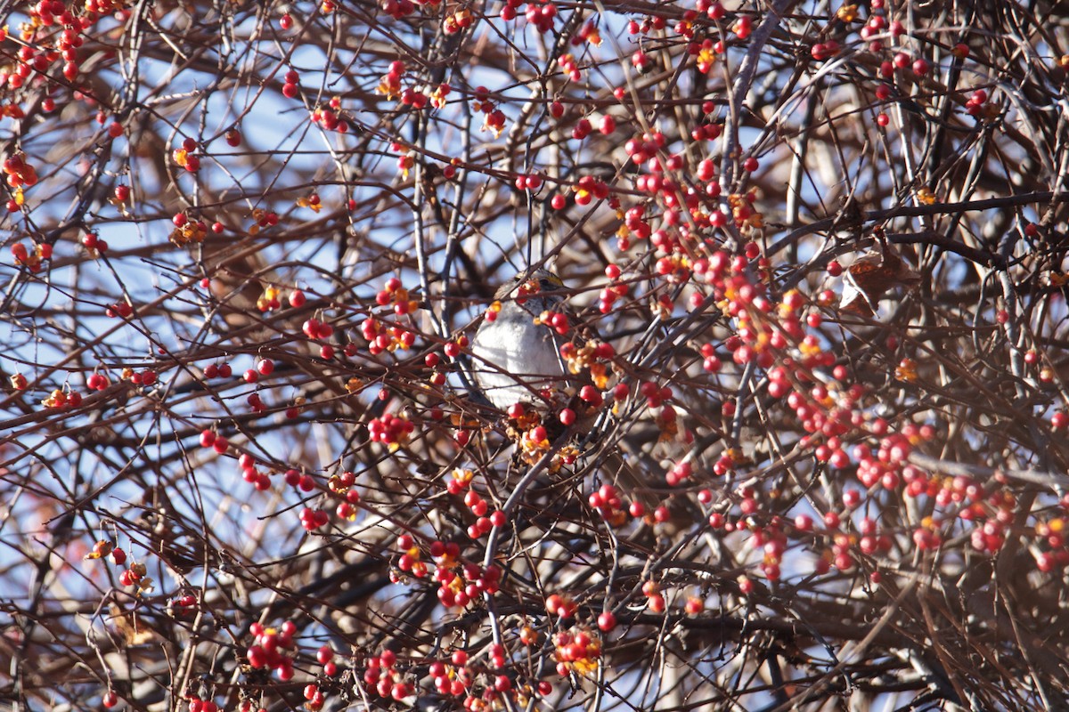 White-throated Sparrow - ML612488958