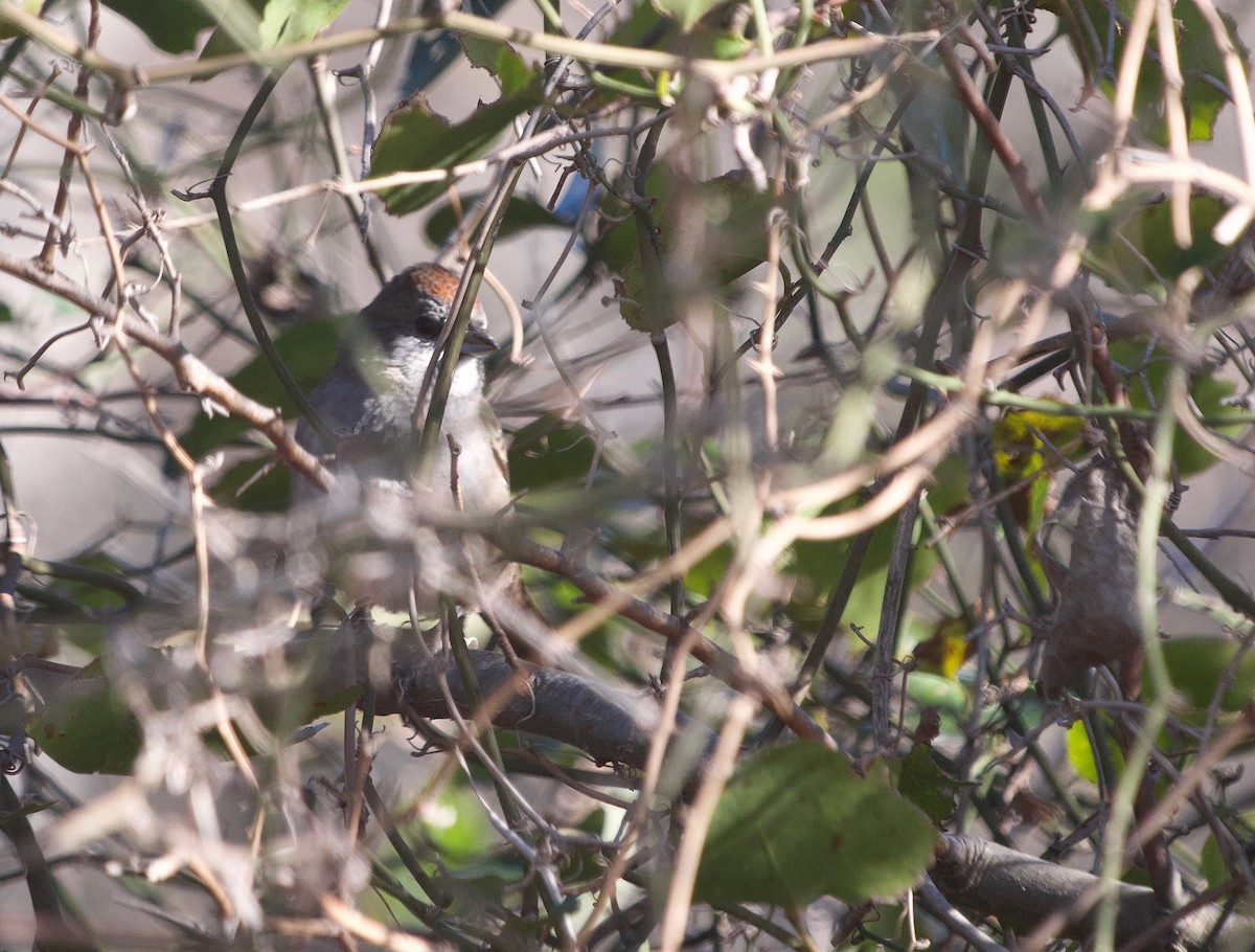 Green-tailed Towhee - Gautam Apte