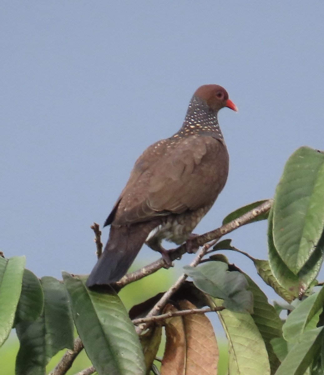 Scaled Pigeon - ML612489037