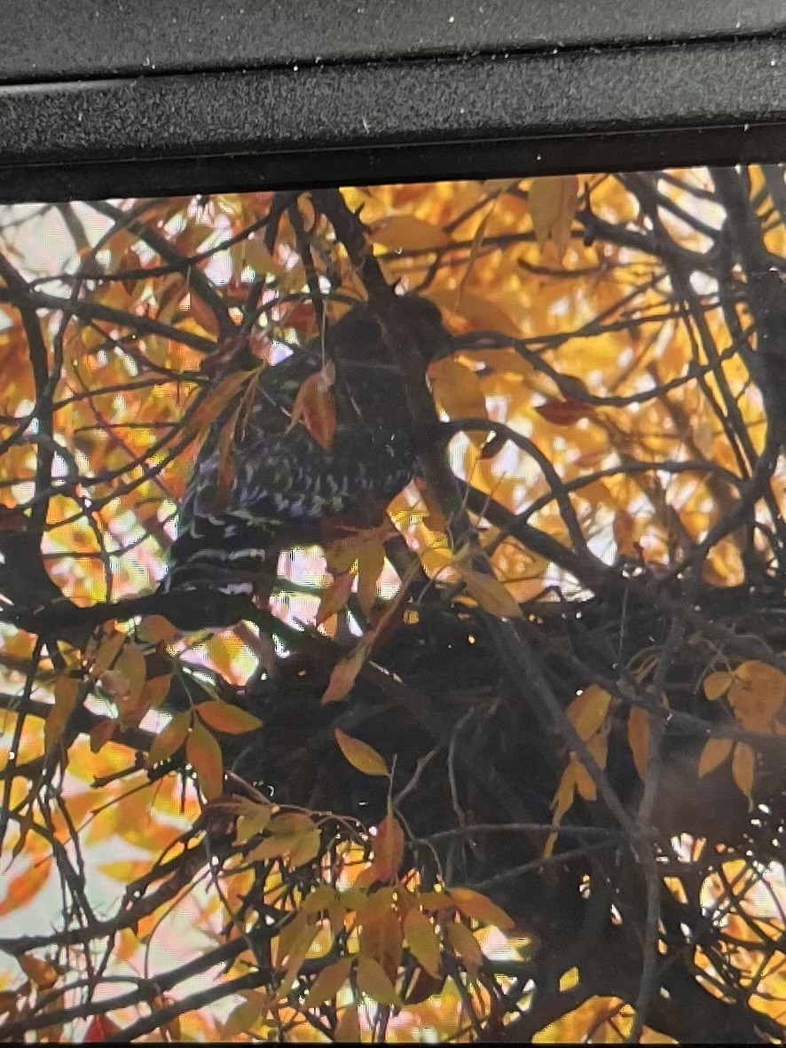 Red-shouldered Hawk - Luca Cinus