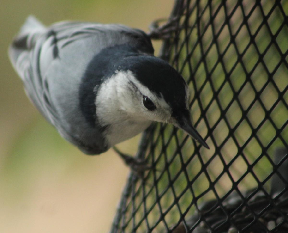 White-breasted Nuthatch - ML612489087