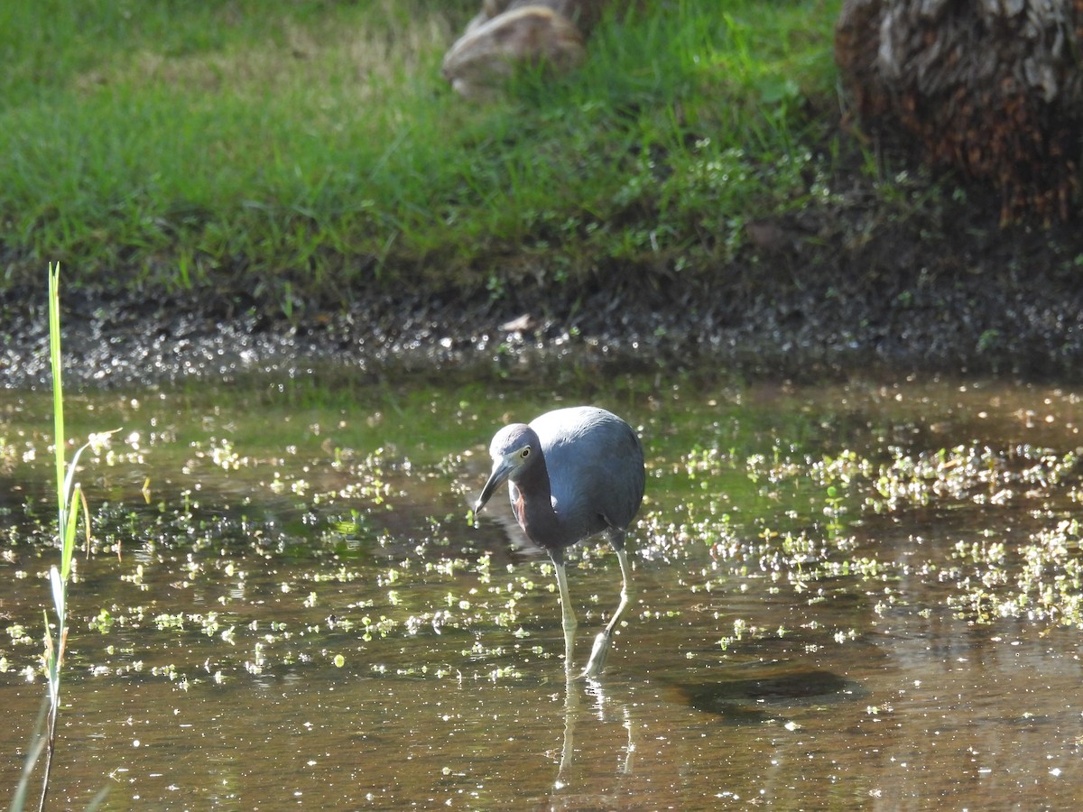 Little Blue Heron - ML612489165