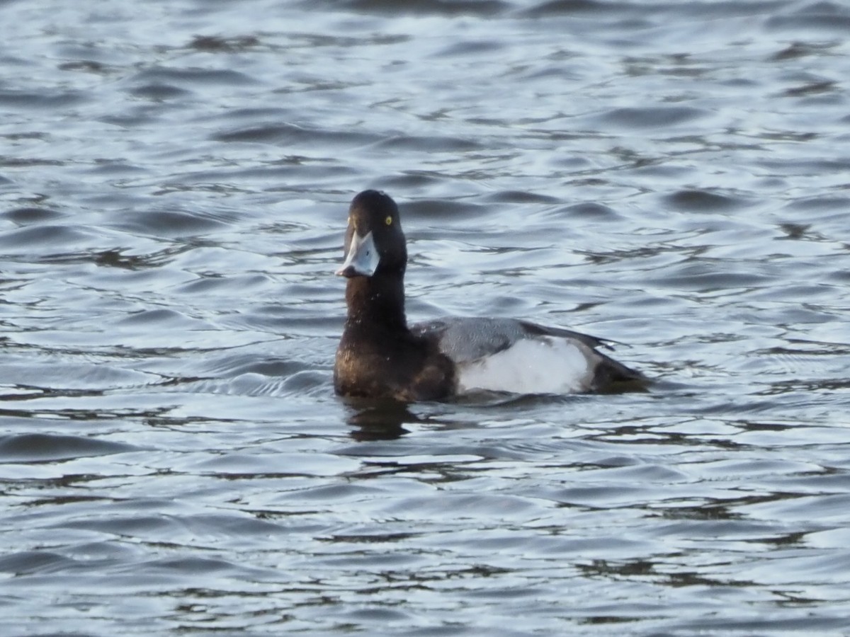 Greater Scaup - ML612489240