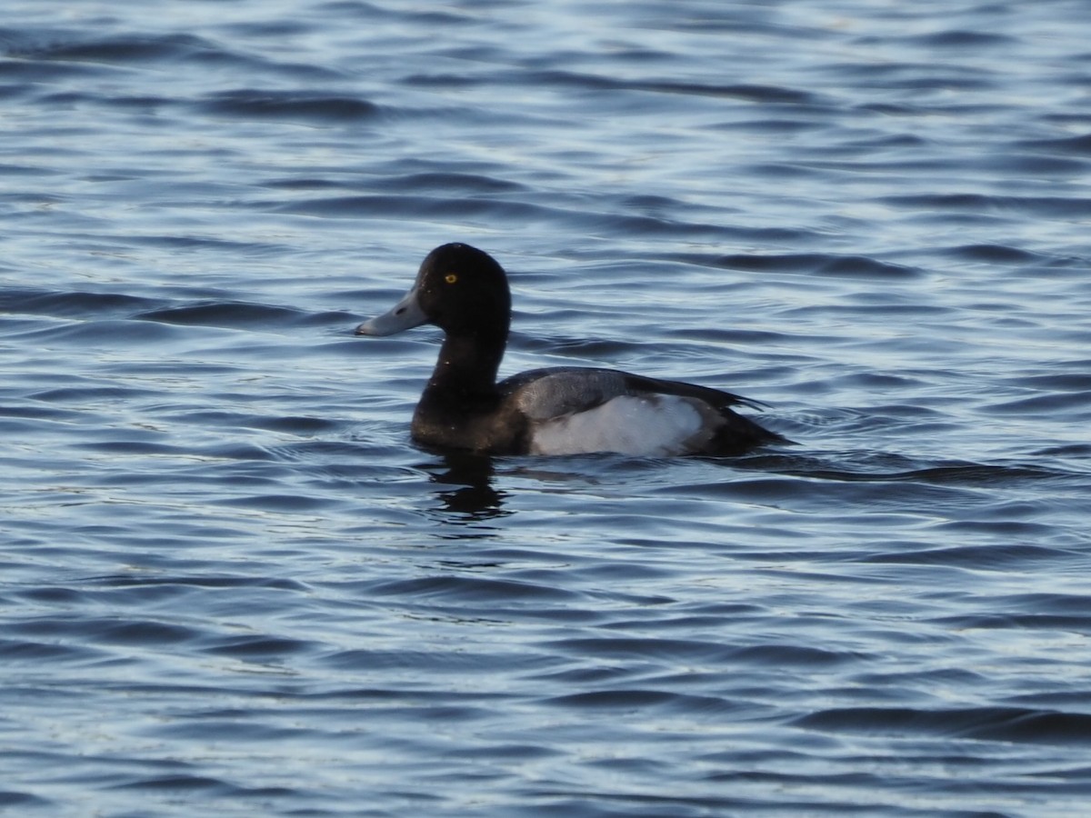 Greater Scaup - ML612489241