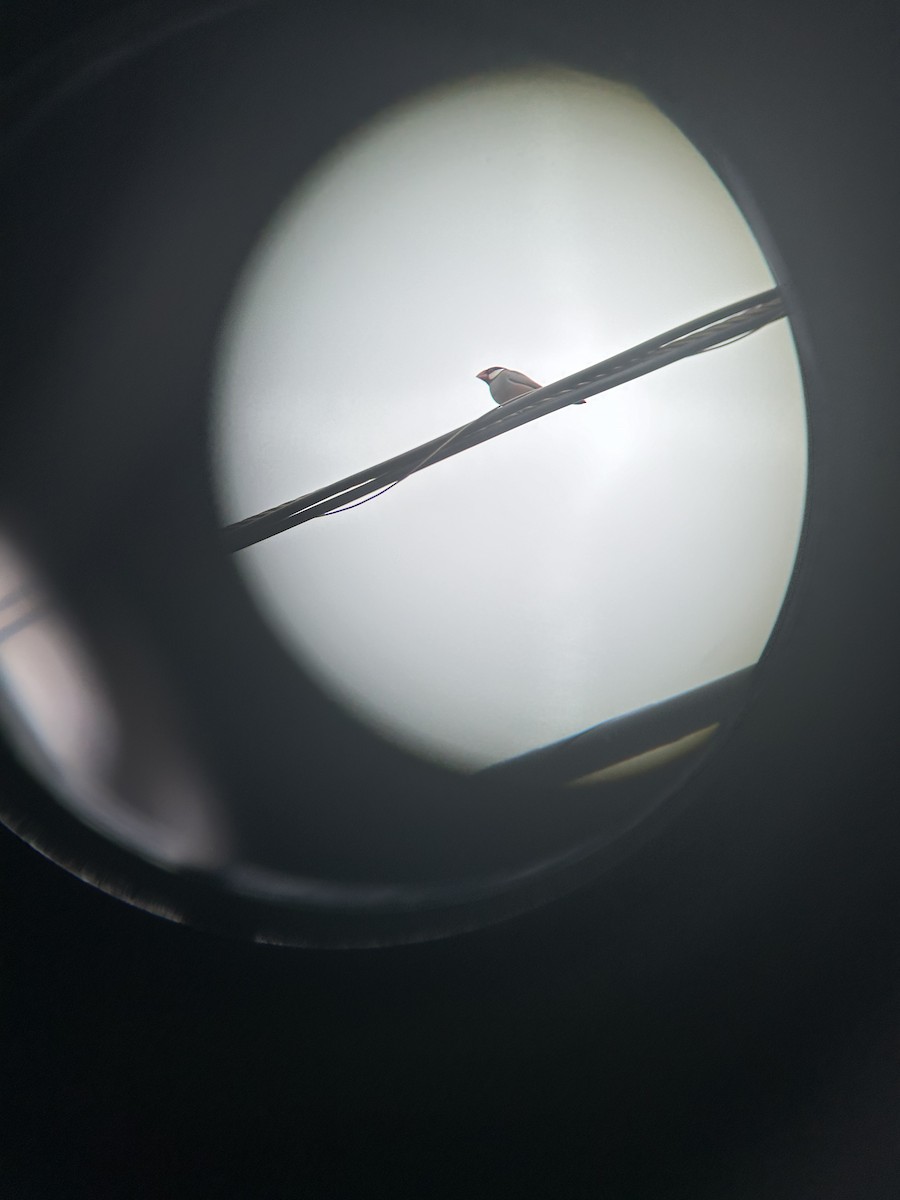 Java Sparrow - ML612489319