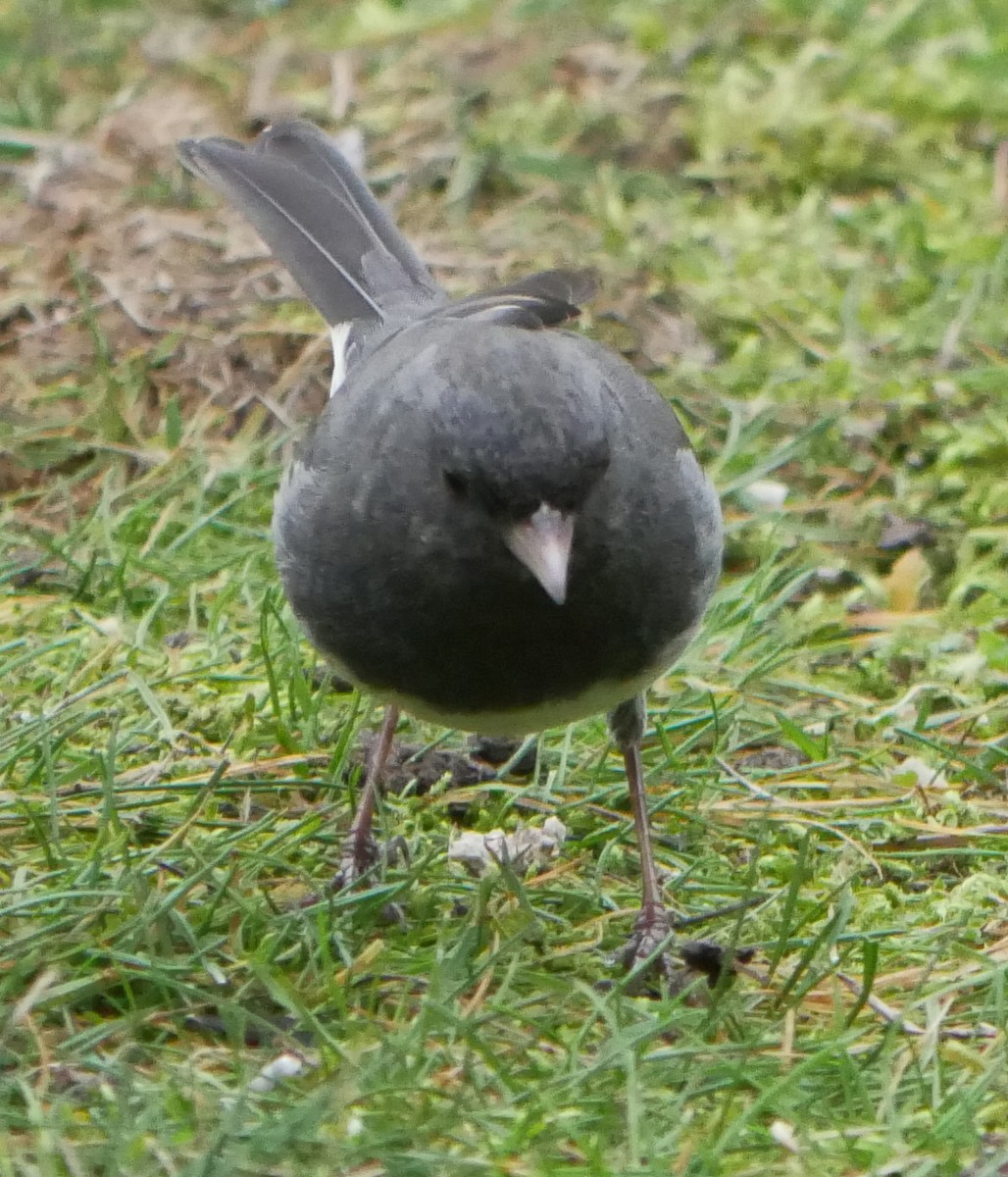 Dark-eyed Junco (Slate-colored) - ML612489512