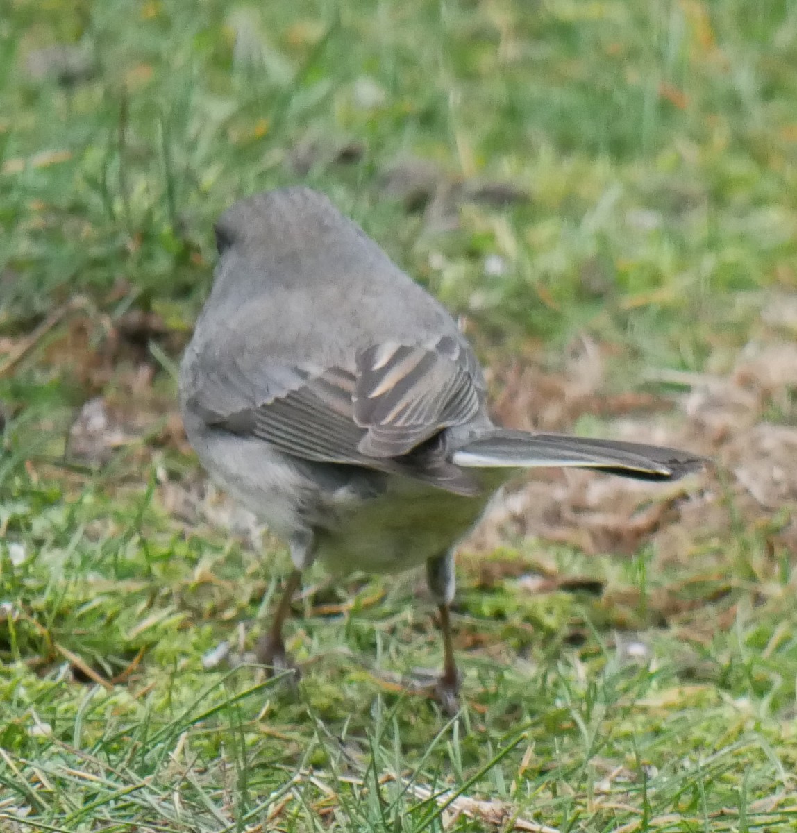 Dark-eyed Junco (Slate-colored) - ML612489519