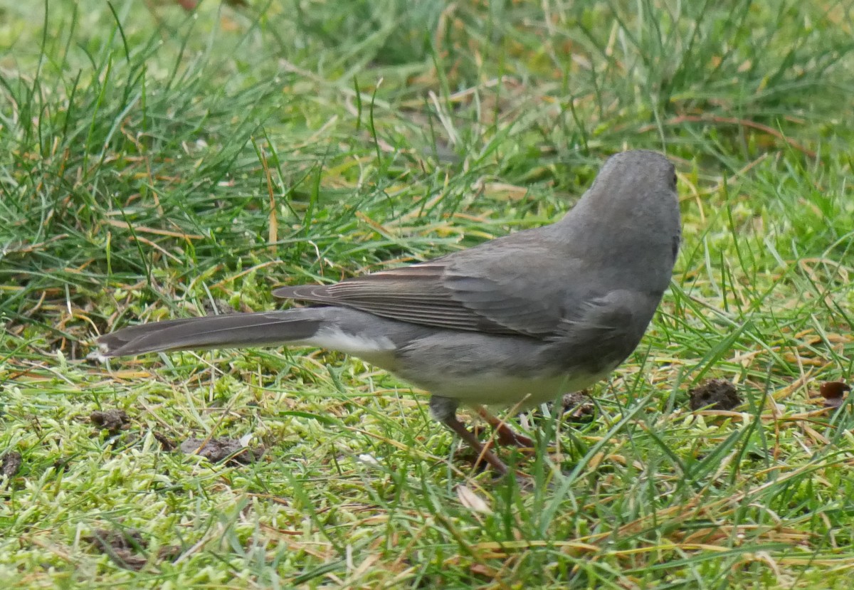 Dark-eyed Junco (Slate-colored) - ML612489526