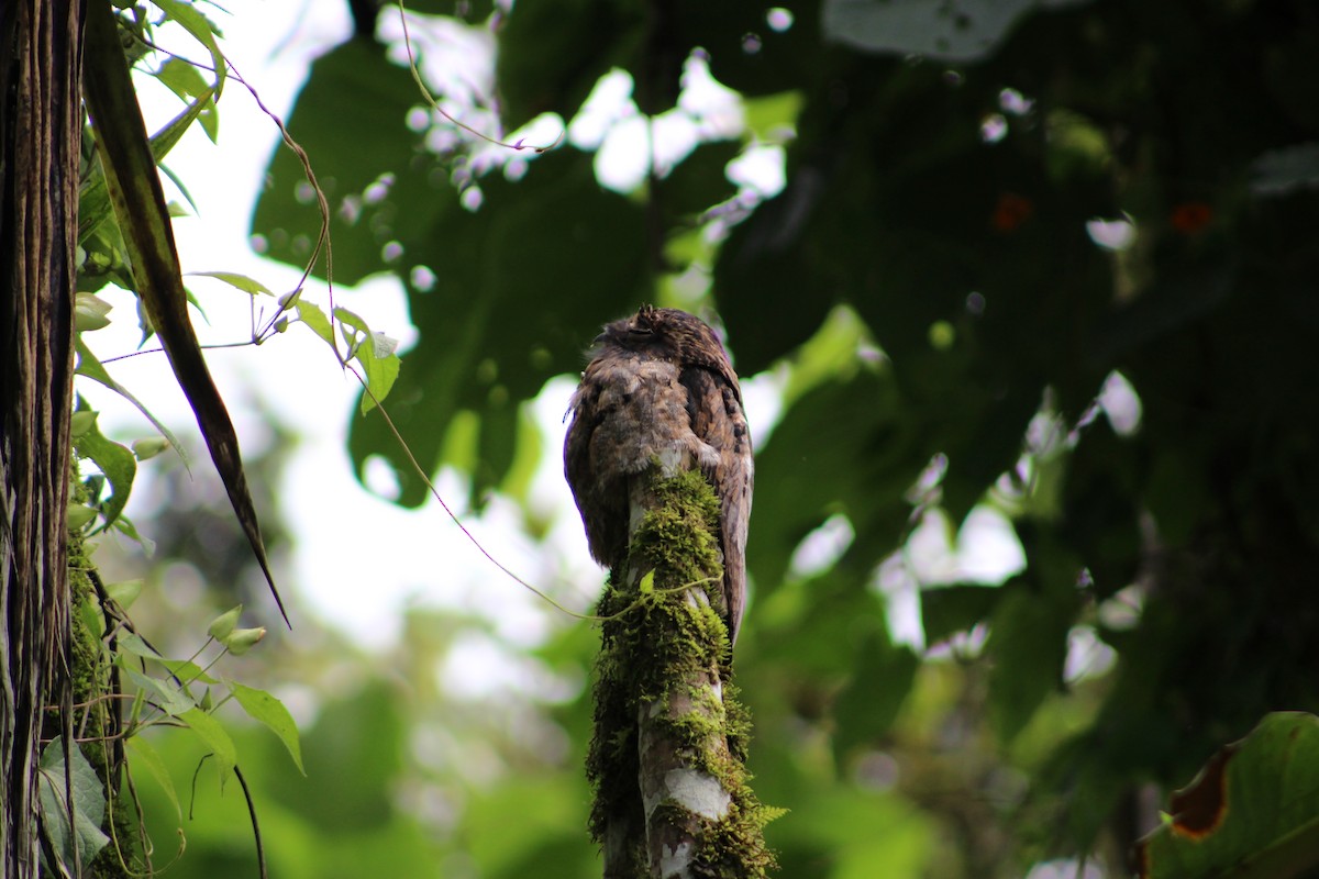 Common Potoo - ML612489604