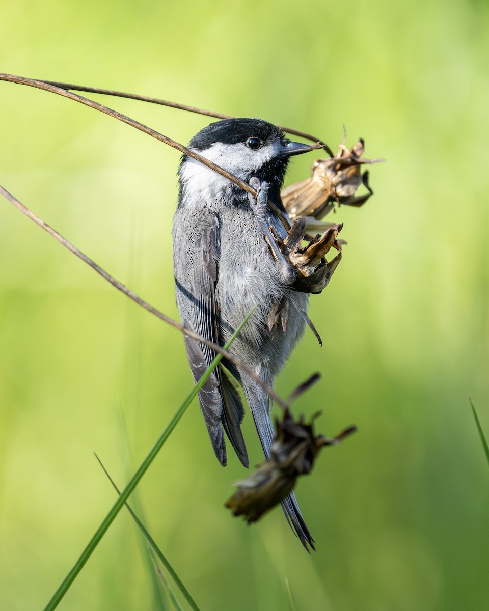 Mexican Chickadee - ML612489707