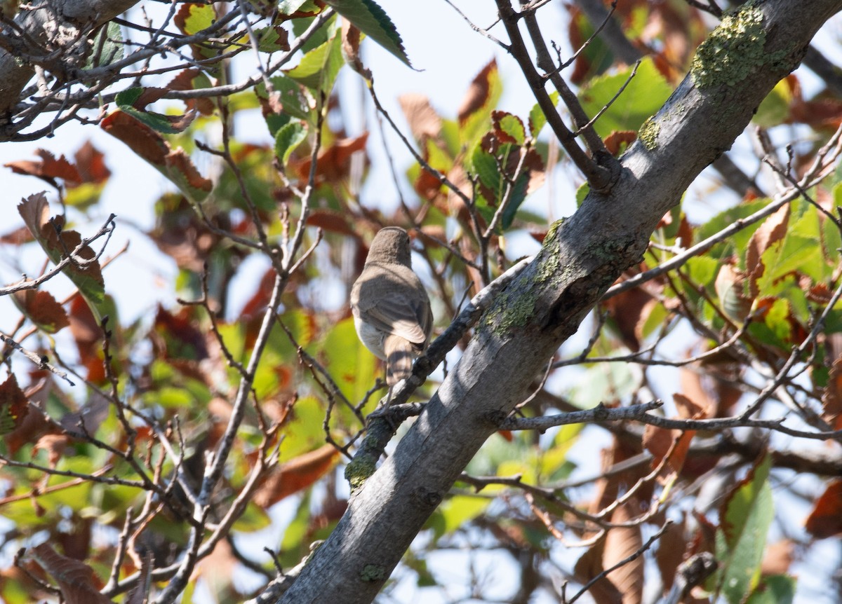 Booted/Sykes's Warbler - ML612489811