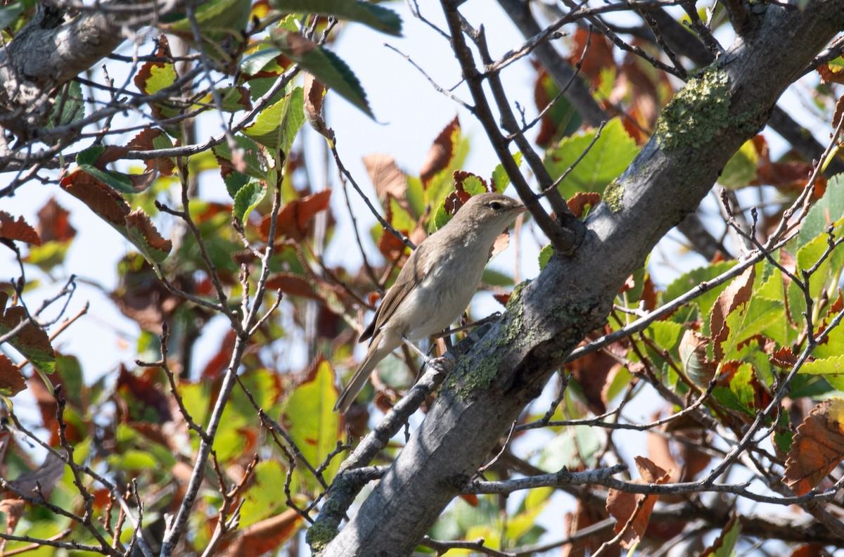 Booted/Sykes's Warbler - ML612489814