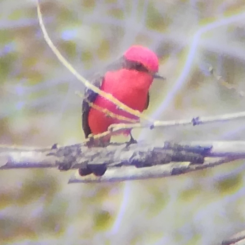 Vermilion Flycatcher - Anonymous