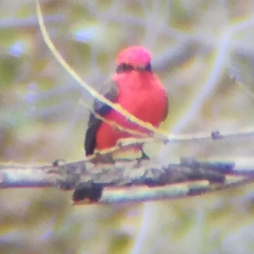 Vermilion Flycatcher - Anonymous