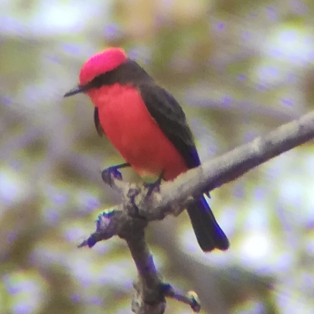 Vermilion Flycatcher - Anonymous