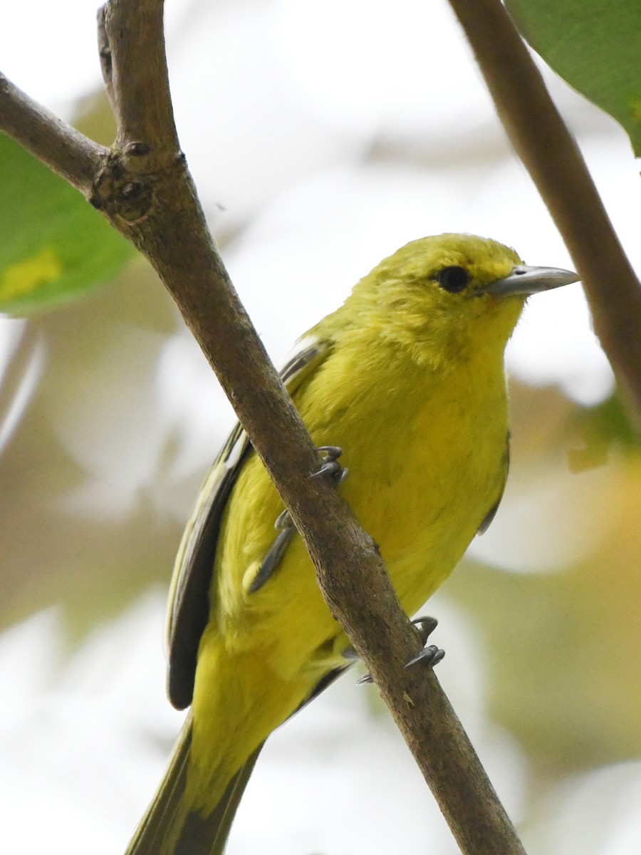 Common Iora - ML612489881