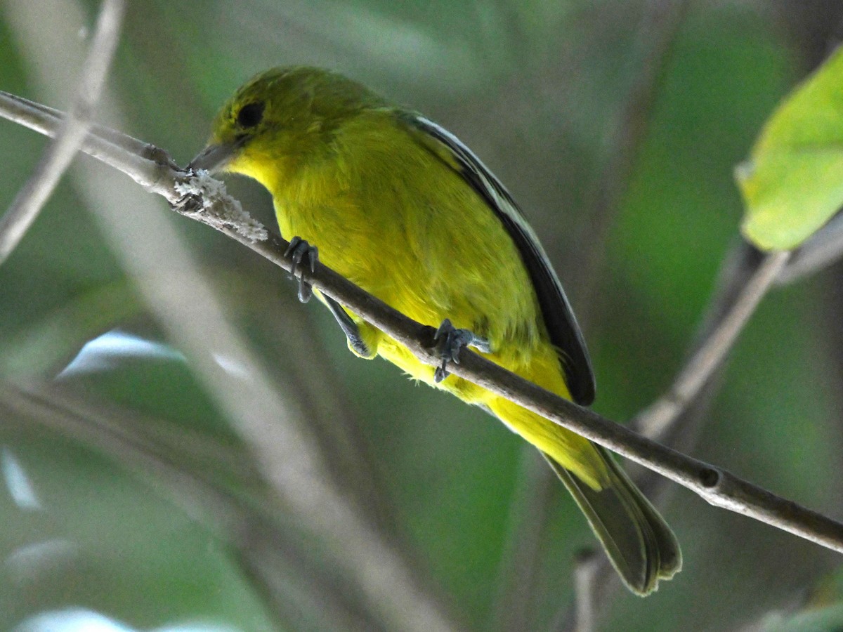 Common Iora - ML612489882