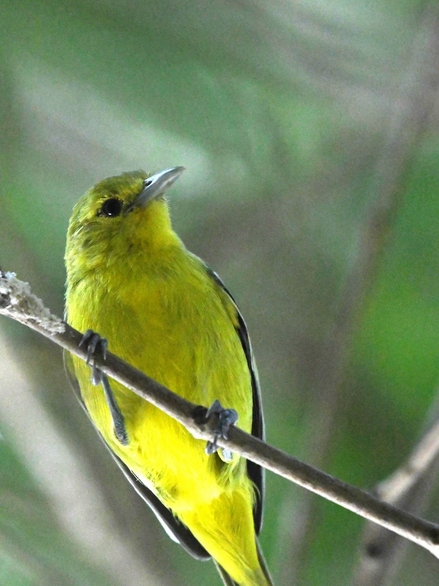 Common Iora - ML612489883